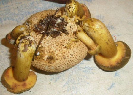    Xerocomus parasiticus